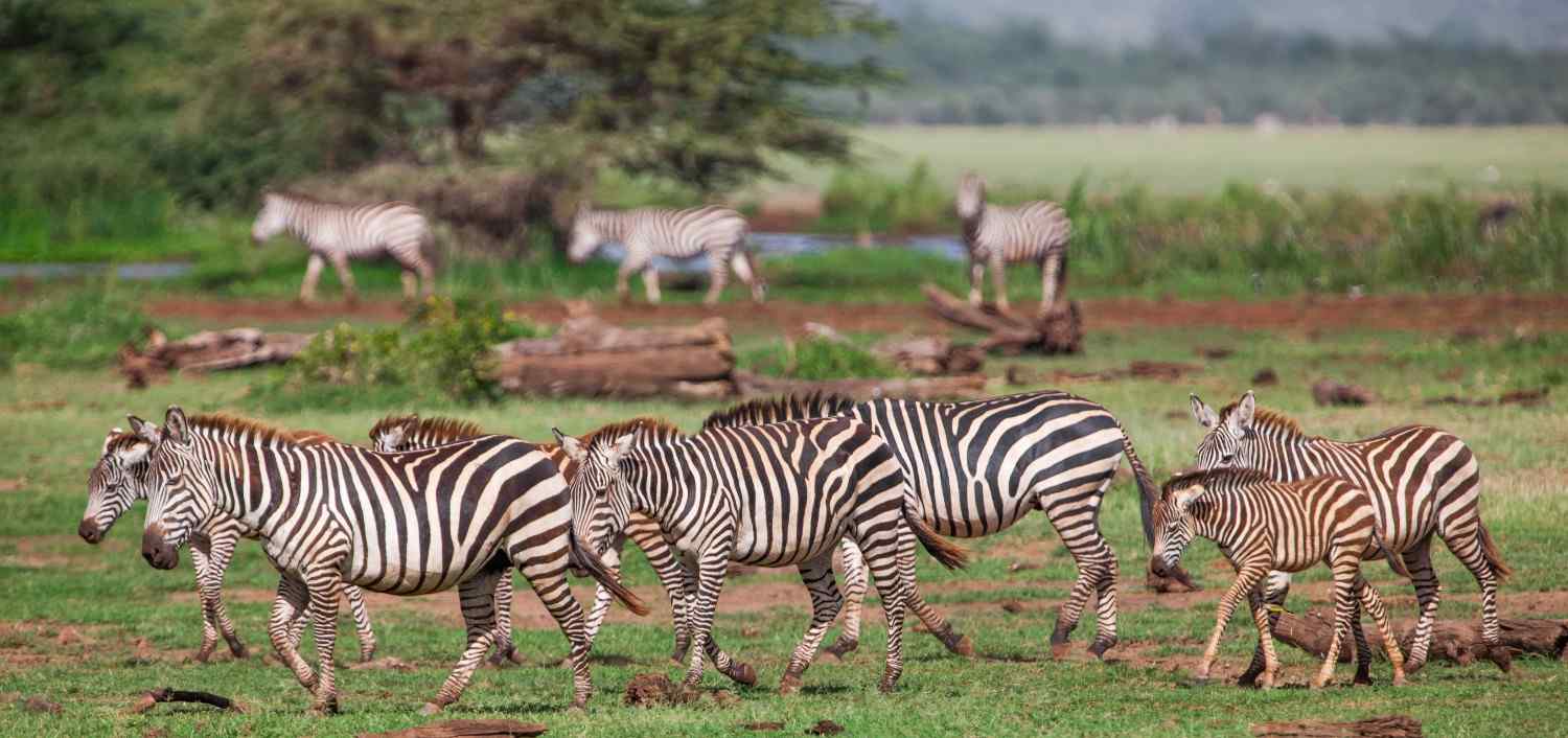 Lake Manyara National Park