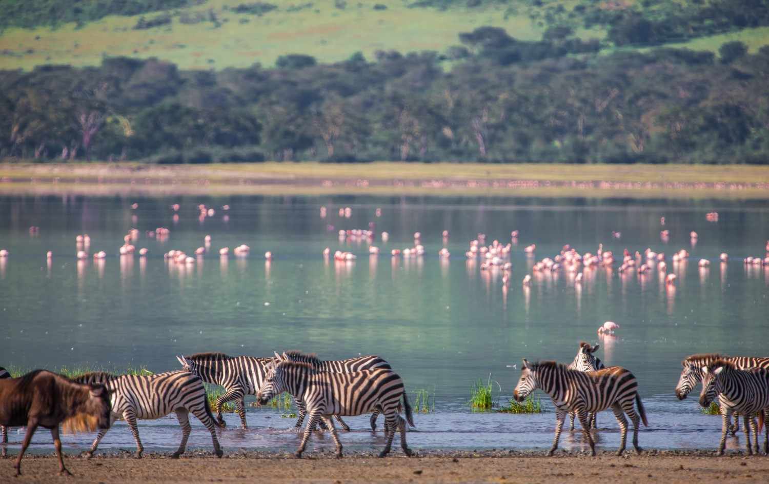 Ngorongoro Crater