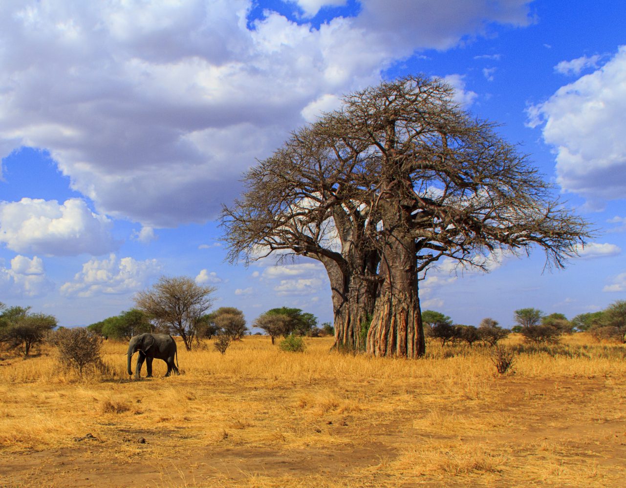 Ngorongoro Crater