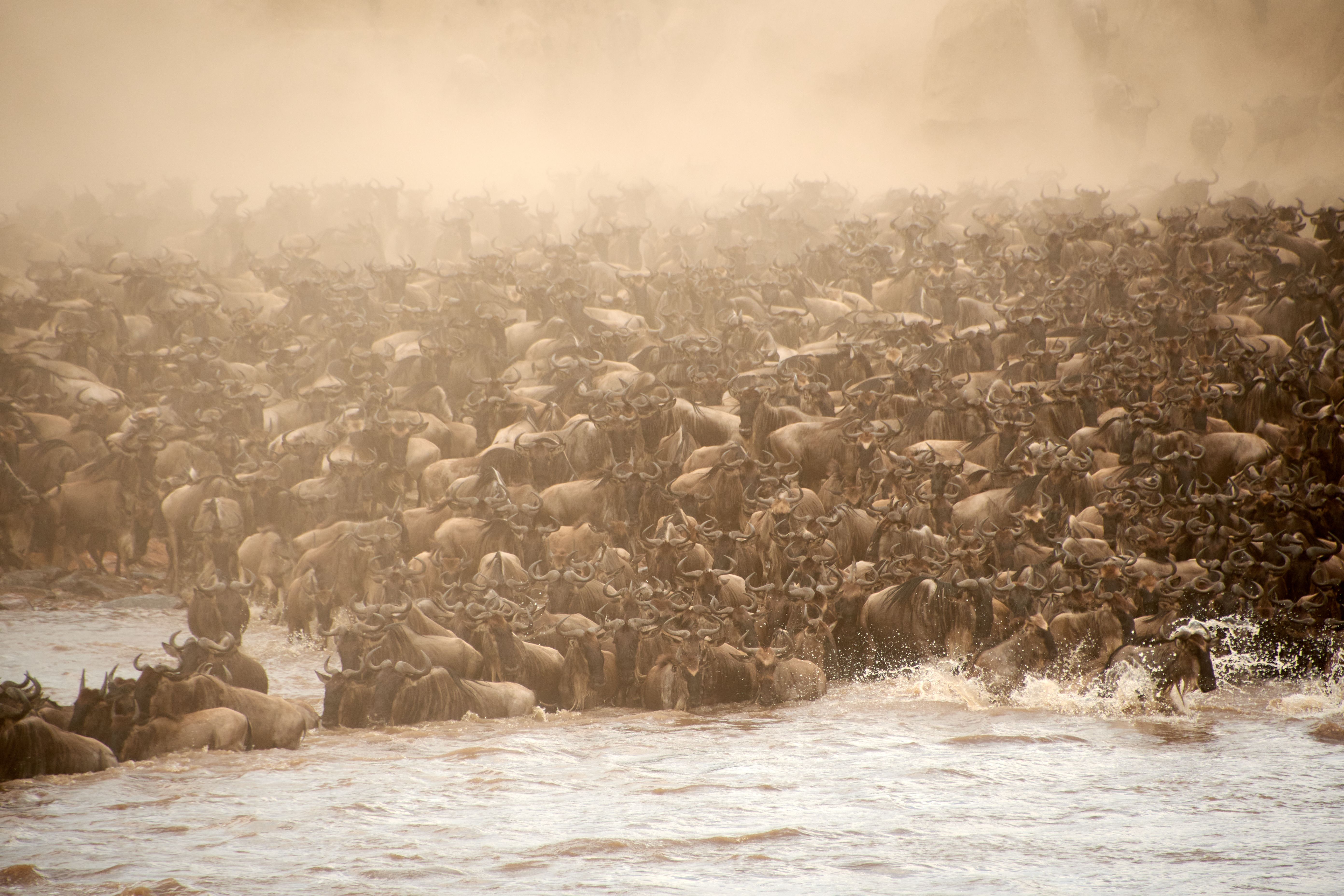 Special Serengeti Migration